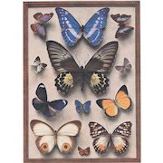 1933 French Lithograph-Butterflies