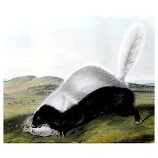 After John James Audubon (American, 1785-1851) Lithograph by John T. Bowen (1801-1856) Texan Skunk - circa 1849 -
