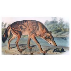 Antique First Edition Hand-Colored Lithograph Red Texan Wolf (No. 17, Plate LXXXIL) After John James Audubon (American, 1785-1851) -from The Viviparous Quadrupeds of North America, 1849-
