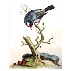 Edwards - "Paddda or Rice-Bird" - Originally Hand-Colored Engraving " A Natural History of Uncommon Birds." First Edition Circa 1743,