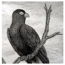 Pierre Sonnerat (French,  1748 –  1814)  - Antique Bird Print Engraving, c 1776
